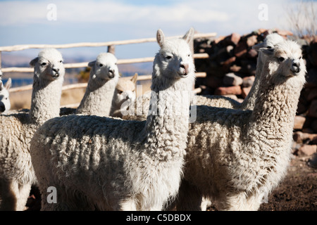 Alpaca sull isola di Suasi , l'unica isola privata sul lago Titicaca. Foto Stock