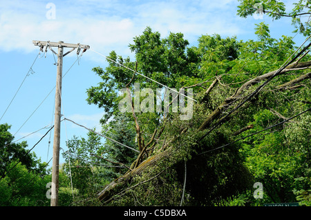 Albero soffiato verso il basso da un intenso lavoro di tempesta che stabilisce in alta tensione elettrica aerea dei cavi di alimentazione. Foto Stock