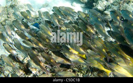 Una secca di bluestripe lutiani. Coco Palm Dhuni Kolhu. La BAA Atol, Maldive. Foto Stock