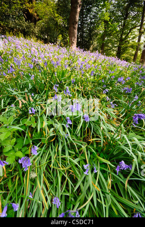 Campo di Doras, bluebell boschi, Rydal Mount, Wordsworths ex casa, Lake District, Cumbria, Regno Unito, Foto Stock