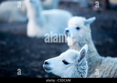 Alpaca sull isola di Suasi , l'unica isola privata sul lago Titicaca. Foto Stock