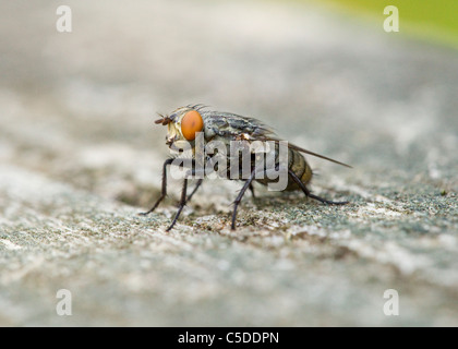 Comune (housefly Musca domestica) closeup dettaglio Foto Stock