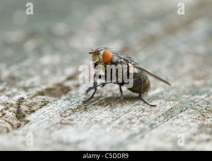 Comune (housefly Musca domestica) closeup dettaglio Foto Stock