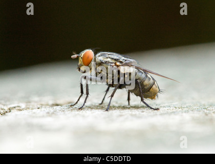 Comune (housefly Musca domestica) closeup dettaglio Foto Stock
