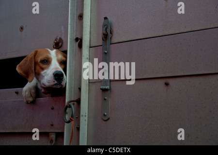 Beagle guardando al di fuori di un rimorchio, di ritorno da una battuta di caccia Foto Stock