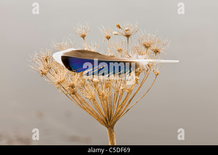 Una piuma poggia sui fiori di mucca pastinaca crescente lungo una palude alla Susitna Appartamenti stato rifugio di gioco in Beluga, Alaska. Foto Stock