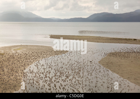 Western Sandpipers sciame di barene di Hartney Bay nei pressi di Cordova, Alaska di alimentazione durante la migrazione a molla per l'Artico. Foto Stock