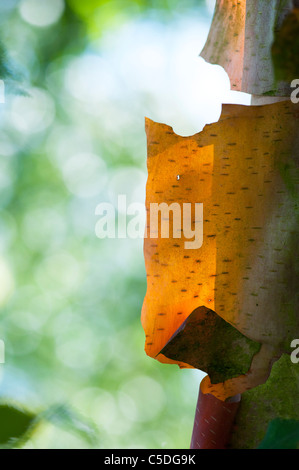 Betula albosinensis . Rosso cinese la betulla . La carta cinese Betulla corteccia di albero Foto Stock