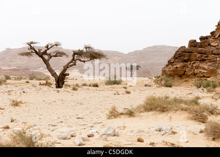 Wadi Arada deserto - Penisola del Sinai, Egitto Foto Stock