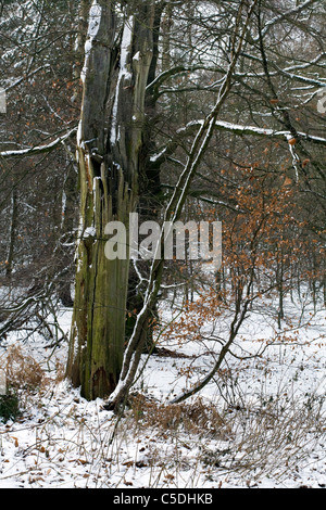 Coperta di neve alberi e rami da un sentiero su di una giornata invernale e nel bosco Alderley Edge cheshire england Foto Stock