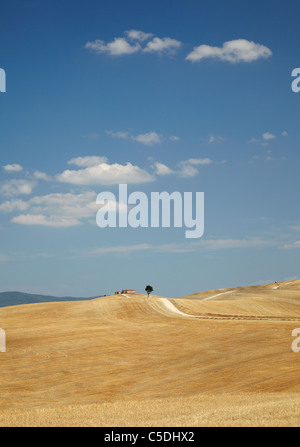 Classic Val d'Orcia Toscana casa fattoria e albero in Toscana, Italia Foto Stock