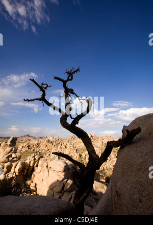 Un stranamente gneiss unica formazione di roccia nel sud-ovest americano nel deserto - Deserto Mojave, California USA Foto Stock