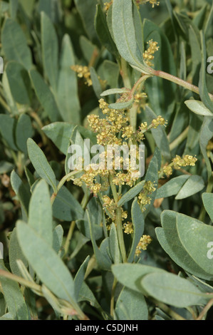 Atriplex portulacoides Purslane Mare Foto Stock