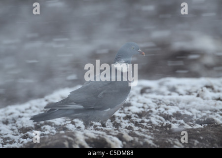 Woodpigeon comune, Columba palumbus, in blizzard in Perthshire Foto Stock