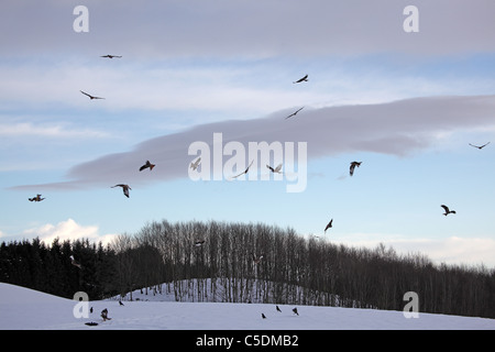 Red Kites, Milvus milvus volteggiare nel gregge Foto Stock