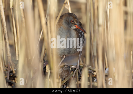 Porciglione, Rallus Aquaticus il peering fuori dal ghiaccio-bound reedbed in Perthshire Foto Stock