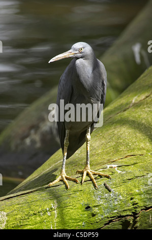 Scogliera orientale Garzetta (Egretta sacra ), North Queensland, Australia Foto Stock