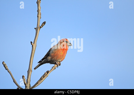 Comune, Crossbill, Loxia curvirostra, sul ramo di ontano Foto Stock