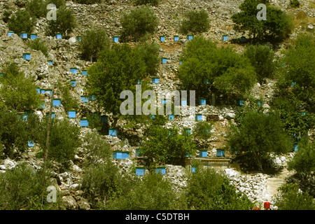 Il miele delle api arnie tra alberi di olivo sul lato montagna in strada tra Argostoli e Fiskardo sull'isola greca di Cefalonia Grecia Foto Stock