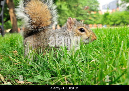 Il orientale scoiattolo grigio o di scoiattolo grigio (a seconda della regione), (Sciurus carolinensis) Foto Stock