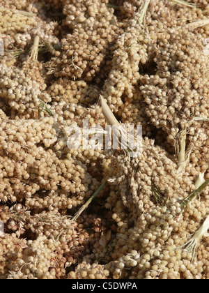 I calli di Sorghum bicolor, Jawar Foto Stock