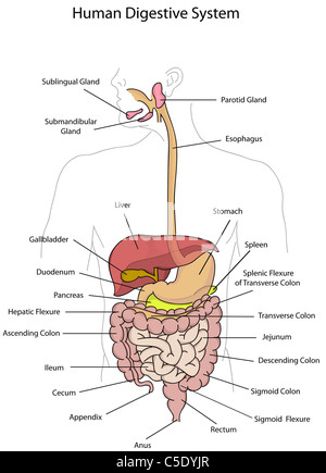 Apparato digestivo umano illustrazione - in esclusiva per solo Alamy Foto Stock