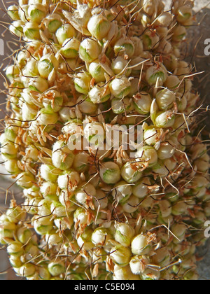 I calli di Sorghum bicolor, Jawar, India Foto Stock