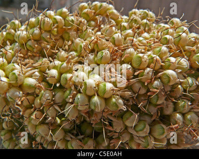 I calli di Sorghum bicolor, Jawar, India Foto Stock