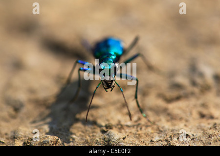 Sei spotted tiger beetle colpo alla testa. Foto Stock