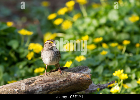 Bianco-throated Sparrow (Zonotrichia albicollis) Foto Stock