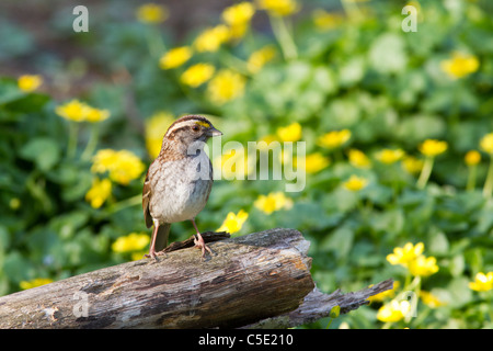 Bianco-throated Sparrow (Zonotrichia albicollis) Foto Stock