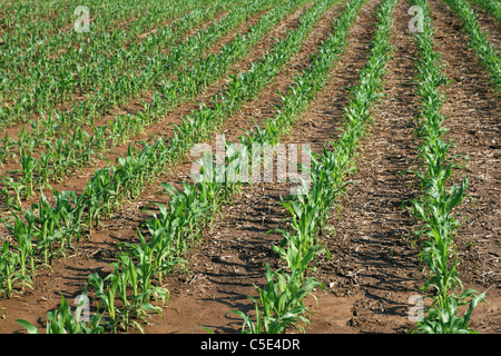 Righe di giovani piante di mais su una fattoria del Midwest Foto Stock
