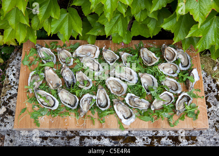 Ostriche e rucola. pronto a mangiare Foto Stock