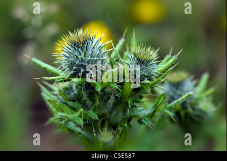 Cirsium arvense - strisciante cardi Foto Stock