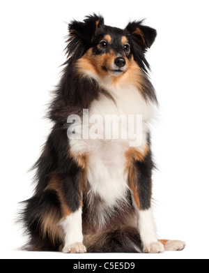 Sheepdog Shetland, 1 anno di età, seduto di fronte a uno sfondo bianco Foto Stock