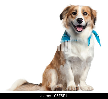 Border Collie indossando un fazzoletto di blu, 1 anno di età, di fronte a uno sfondo bianco Foto Stock