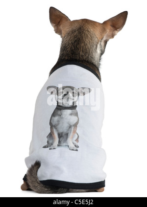 Chihuahua vestito con una t-shirt con una foto di sé, 3 anni, di fronte a uno sfondo bianco Foto Stock