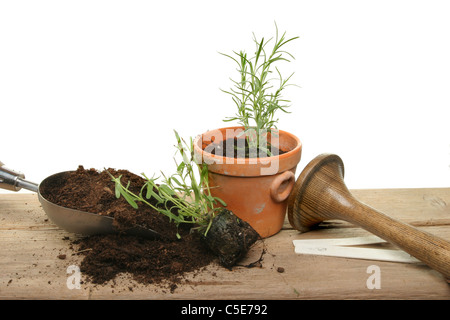 Potting sulla spina lavanda piante su una tavola di legno banco di incapsulazione Foto Stock