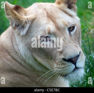 Leonessa bianca (headshot) Foto Stock