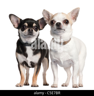 Due Chihuahuas davanti a uno sfondo bianco Foto Stock