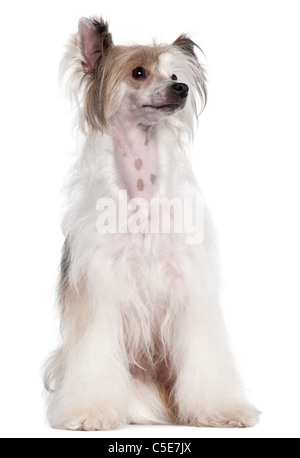 Chinese Crested Dog, 2 anni, seduto di fronte a uno sfondo bianco Foto Stock