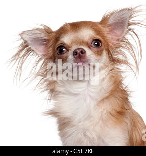 Close-up di Chihuahua davanti a uno sfondo bianco Foto Stock