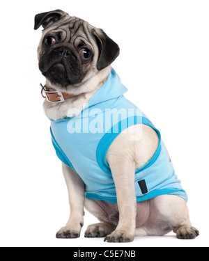 Pug cucciolo vestito in felpa con cappuccio blu, 6 mesi di età, seduto di fronte a uno sfondo bianco Foto Stock