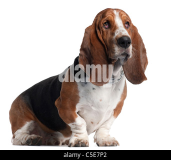 Basset Hound, 3 anni, seduto di fronte a uno sfondo bianco Foto Stock