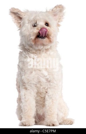 Mixed-razza cane leccare il naso, 10 anni, di fronte a uno sfondo bianco Foto Stock