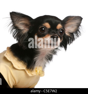 Close-up di Chihuahua, 3 anni, di fronte a uno sfondo bianco Foto Stock