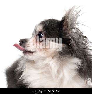 Close-up di Chihuahua spuntavano lingua, 2 anni e mezzo, di fronte a uno sfondo bianco Foto Stock