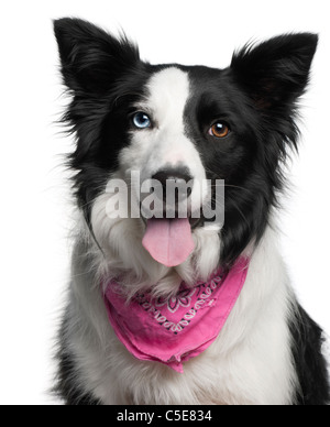 Close-up di Border Collie indossando un fazzoletto di rosa, 2 anni, di fronte a uno sfondo bianco Foto Stock