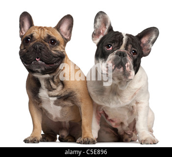 Bulldog francese, 2 anni e 1 anno di età, di fronte a uno sfondo bianco Foto Stock