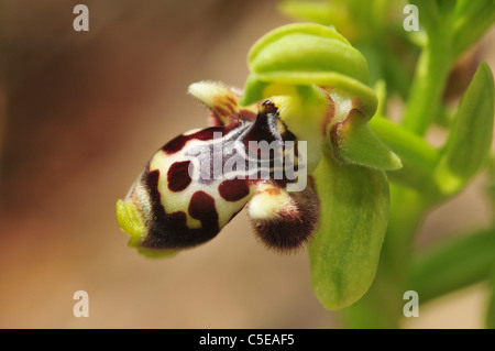 Israele, Ophrys wild bee orchid (Ophrys umbilicata) Bee-Orchid Foto Stock